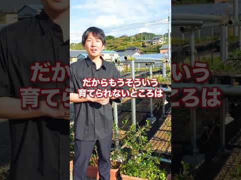 梅干しだけでなく、この里山の景色も次世代に引き継いでいきます💪  #梅干し #耕作放棄地 #梅 #紀州備長炭