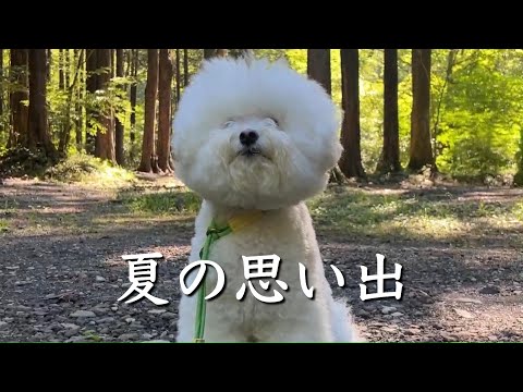 愛犬とキャンプ行ったりクルージングしたりな夏