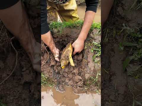 Mud-hole yellow turtle😰