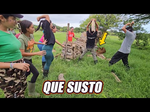 Encontramos una víbora entre la leña, estuvo apunto de mordernos.