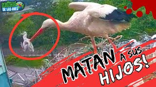 7 AVES QUE MATAN A SUS PROPIOS HIJOS ¡¡NATURALEZA CRUEL!!