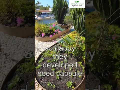 Incorporate orchids into your landscape