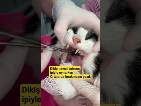 Dikiş iğnesi yutmuş oynarken Ortalarda bırakmayın  Dikkatli Olalım Evde Kedi bakanlar  Via📸Anonim