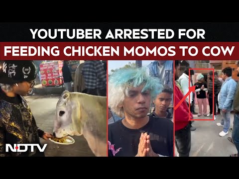 Gurugram Youtuber Arrested For Feeding Chicken Momos To Cow