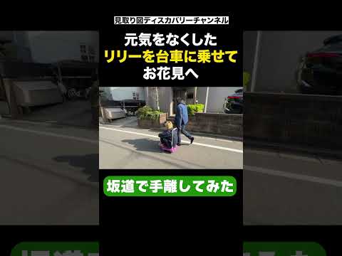 リリーを台車にお花見へ #見取り図 #shorts #MDC