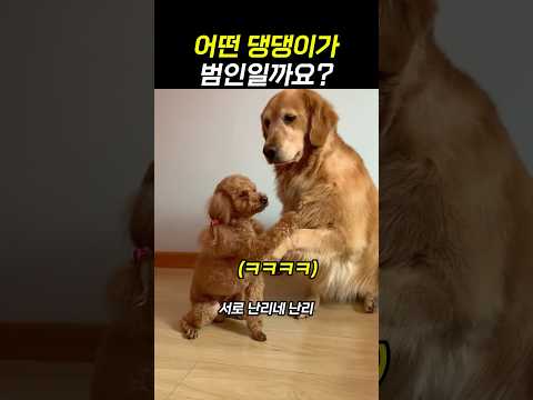 서로 아니라는 댕댕이