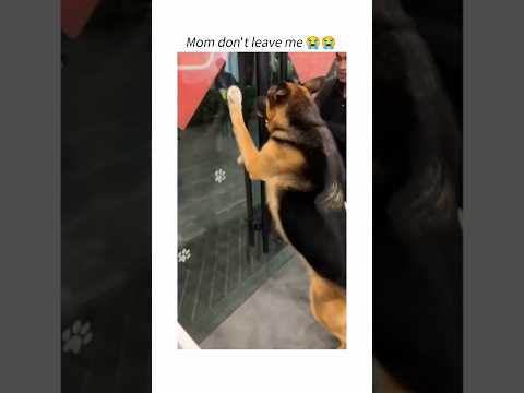 Poor dog 🥺 #germanshepherd #funny #cutedog #cutedogs #dogvideos #doglover #cute #fyp #shorts #short
