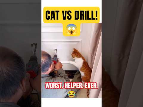 The Truth About Cats They Can't Work, Can't Drink Milk... But They're HILARIOUS! 👉😂 #cat #cats #pets