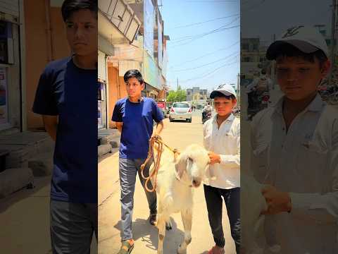 Qurbani 💔 Wait For End #funny #comedy