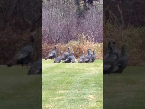 Just a few 🦃 #turkey