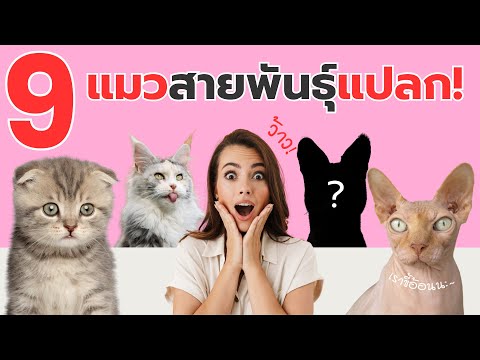 9แมวสายพันธุ์สุดแปลกที่คุณอาจไม่เคยเห็น!🐱จากไร้ขนยันลายเสือe