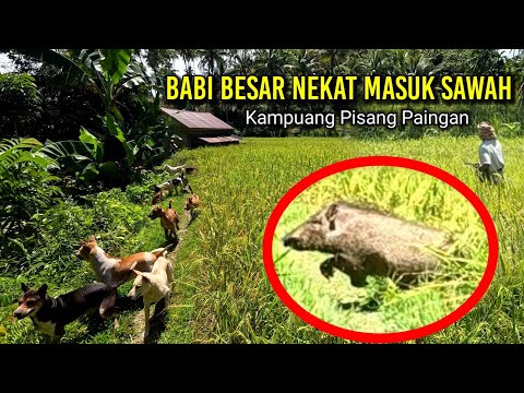 Luar biasa❗BABI BESAR NEKAT MELINTAS DI SAWAH & Terobos banyak pemburu | Wild Boar Hunting..