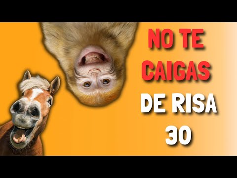 No te caigas de RISA   30