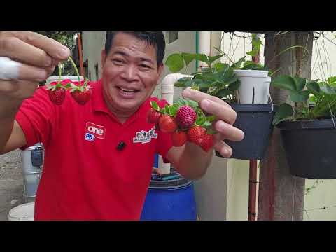 Harvest ng Sweet Charlie Strawberry