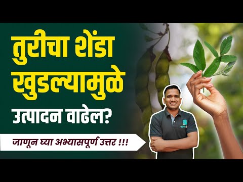 तुरीचा शेंडा खुडल्यामुळे उत्पादन वाढेल? तुरीचा शेंडा मारणे | tur shende khudni #तूर #tur #redgram 🤔