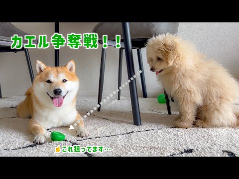 【争奪戦！】カエルのおもちゃを奪い合うふたりの駆け引きが可愛すぎました【＃106】