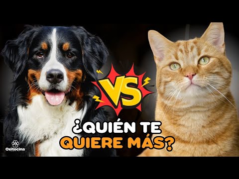 PERROS VS GATOS ¿QUIÉN TE AMA MÁS? (ESTE ESTUDIO LO REVELA)