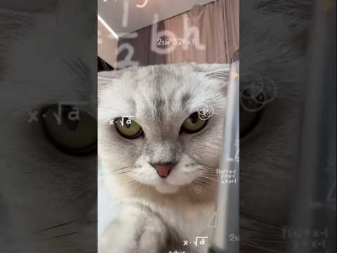cat Plus #cat #funny #challenge #comedy #pets #cute #home #memes