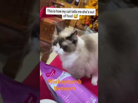Cats dont waste time to let you know it's time to eat