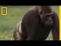 Gorillas in the Congo: A Study of Social Dynamics