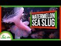Lion's Mane Nudibranch Characteristics and Defense