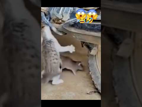 funniest #short #video #funnyanimals