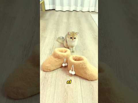 El hombre hizo un par de zapatos con pelo de gato.#pets #cat #funny
