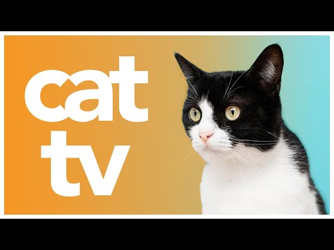 Cat TV: 20 Hours of Stimulating Outdoor and Wilderness Footage to Entertain Your Cat! 🌈