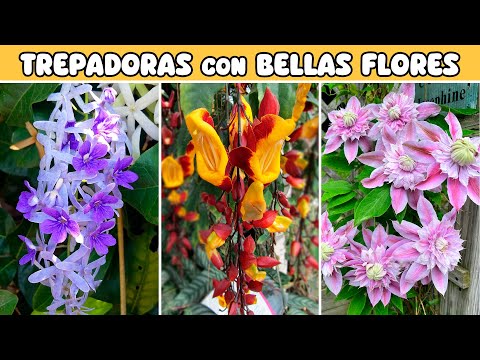 PLANTAS TREPADORAS con FLORES MUY BELLAS Y DECORATIVAS