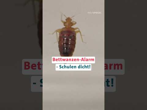 Bettwanzen-Alarm in Frankreich!