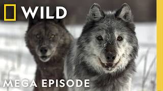 Thumbnail for the video "Struggling to Survive in Yellowstone | Wild Yellowstone MEGA Episode | Nat Geo Animals" from Nat Geo Animals