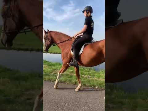 #horse #horses #pony #buitenrit