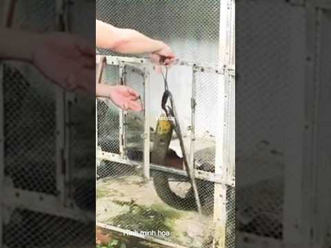 Nuôi rắn độc có cần cho ăn cóc đúng hay sai #dongvat #shortvideo #animals #snake #short #thugian