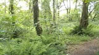 Morning tweeting in the Woods