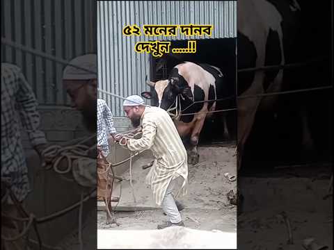 ৫২ মন ওজনের দানব কে বের করতে গিয়ে যা হলো  #cow #বড়গরু #মানিক #shortsviral