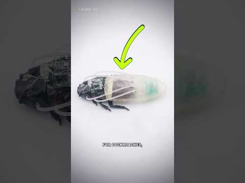 Why Is This Cockroach Wearing A Scuba Suit?