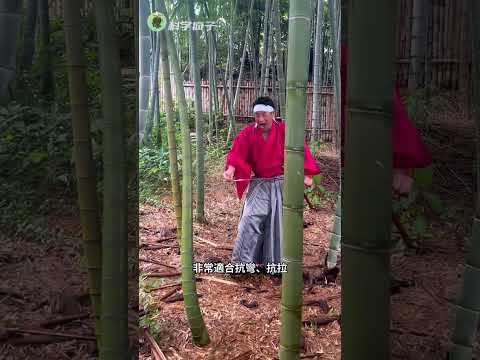 為什麽高手砍竹子像切黃瓜,新手卻被竹子“反殺”