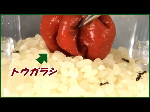 蟻戦争Ⅲ＃221 アリが湧いた「お米」に「唐辛子」を入れたらどうなる・・・？  編～If you put pepper in rice with ants～