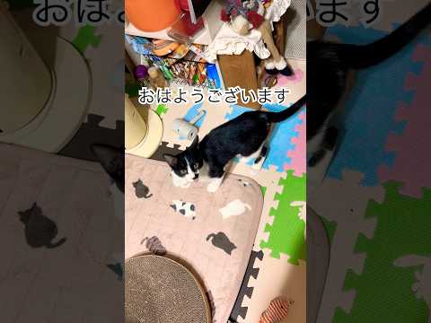 早くハムちゃんズの世話をしろって言ってくる猫#shots #hamster #好きな子猫 #モフ猫 #ハムスター #子ネコ #cat #癒し #キンクマ #ロボロフスキー #ハチワレ #かわいい 、
