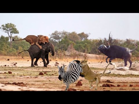 The Moment The Lion King Took Down His Prey in Lightning Speed - Lion vs Zebra, Elephant