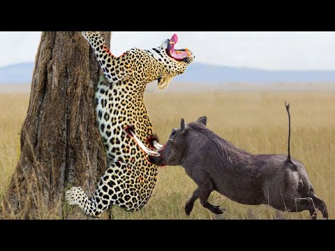 OMG... Mother Warthog Biting Leopard's Head To Rescue Baby Warthog - Warthog