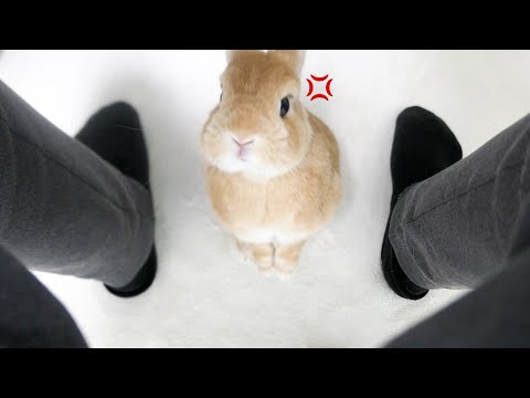 仕事で放置されたうさぎが怒って噛んできました‥