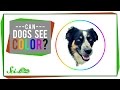 Understanding Dog Vision