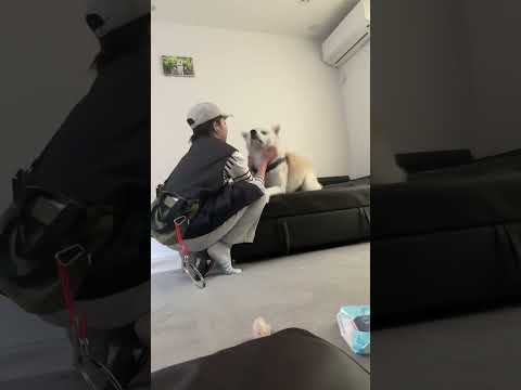 #akitainu お散歩にテンションが上がる秋田犬