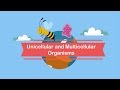 Characteristics and Organization of Cells
