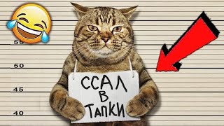 🐱УМОРА с КОТОВ!