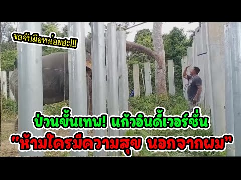 แก้วรีเทิร์น! ตั้งแต่พี่จั่นไม่อยู่ แก้วตัวป่วนกลับมาเต็มระบบ /โป่งเทียมโคงการดีๆเพื่อสัตว์ป่า