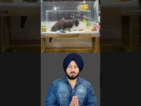 A Heartwarming Story of Love Between a Girl and Her Cat