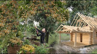 Wampi Fruit Harvest, Purple Grapes To Sell At Market, Make Money To Build A New House. Live off grid