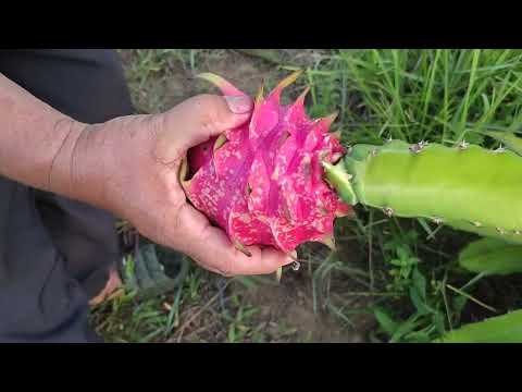 Bumubunga padin kahit ganito na Ang kalagayan ng ating Dragon fruit | D' Green Thumb